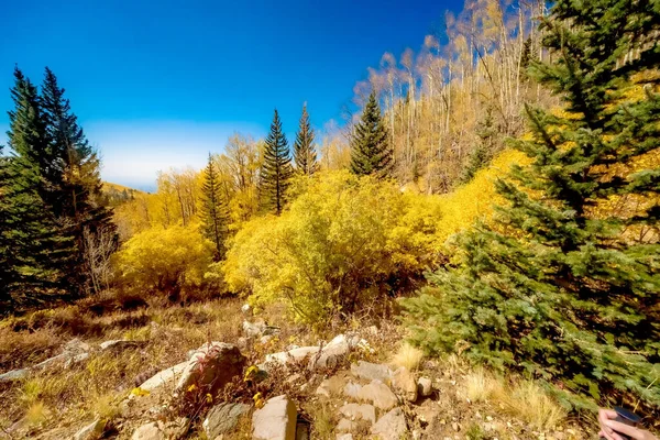 Beau Paysage Automnal Avec Des Arbres Jaunes Ciel Bleu Nouveau — Photo