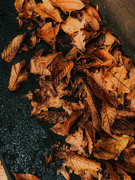 Eine Vertikale Nahaufnahme Von Getrockneten Herbstblättern Auf Dem Boden — Stockfoto