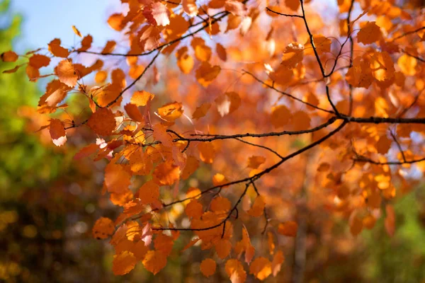 Eine Selektive Fokusaufnahme Der Schönen Äste Des Herbstbaumes — Stockfoto