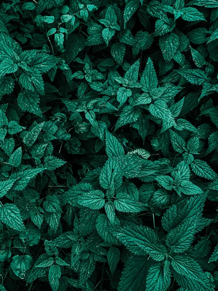 Вертикальний Знімок Яскраво Зеленого Отруйного Листя Плюща — стокове фото
