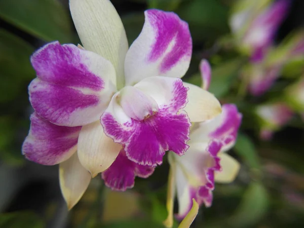 Närbild Makro Fokus Skott Lila Blomma — Stockfoto