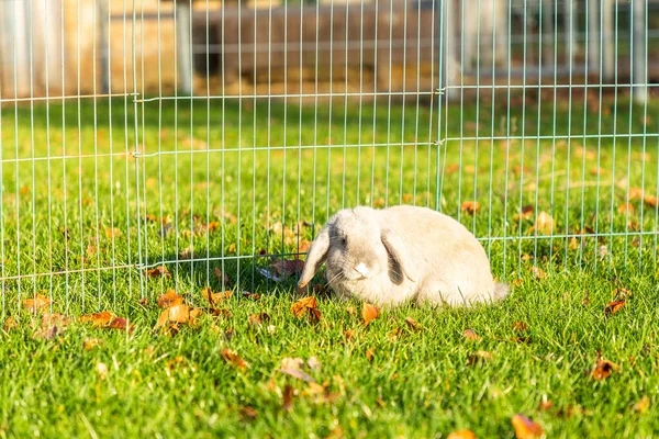 Genç Tavşanlar Çimlerin Üzerinde Doğada Gün Işığında — Stok fotoğraf