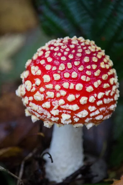 Vertikal Närbild Skott Fluga Agaric Padpall — Stockfoto