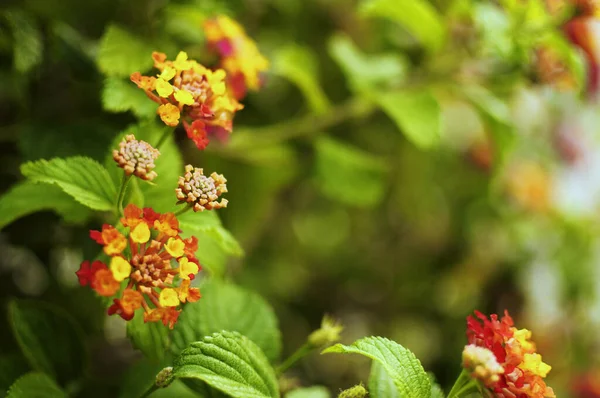 Eine Majestätische Nahaufnahme Von Farbenfrohen Zarten Lantana Blumen Blüte — Stockfoto