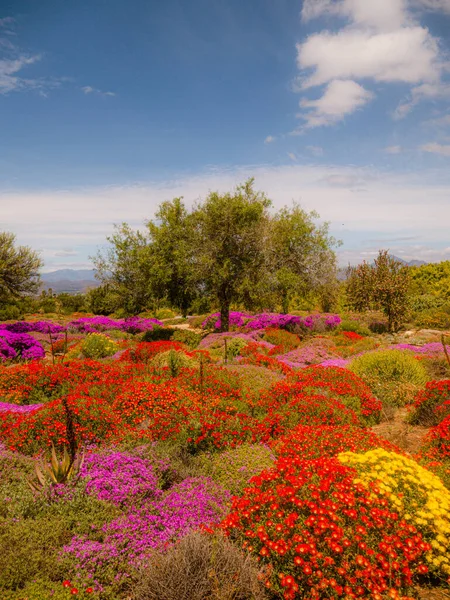 Worces Südafrika Oktober 2020 Besuch Eines Lokalen Botanischen Gartens Frühling — Stockfoto