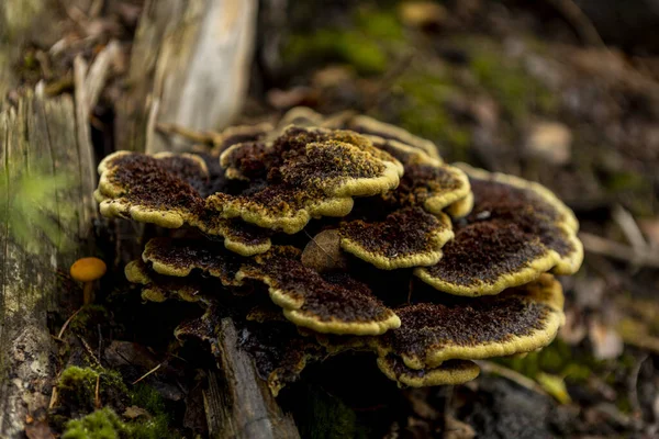 수있는 버섯인 Versicolor 갈색과 노란색으로 뒤덮인 — 스톡 사진