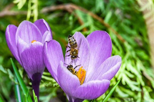 Macro Shot Beautiful Purple Crocus Vernus Flowers Bees Blurred Background — Stock Photo, Image