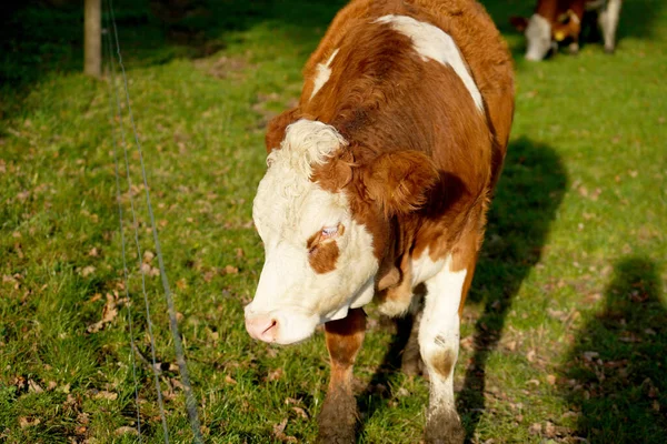 日光下农场草坪上一头奶牛的高角镜头 — 图库照片