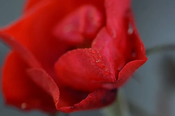 Primer Plano Pétalos Rojos Flor Húmeda — Foto de Stock