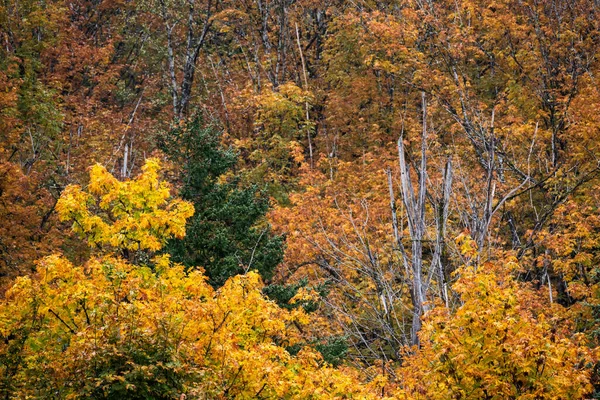 Les Západně Červenými Cedry Podzim Ostrově Vancouver Kanadě — Stock fotografie