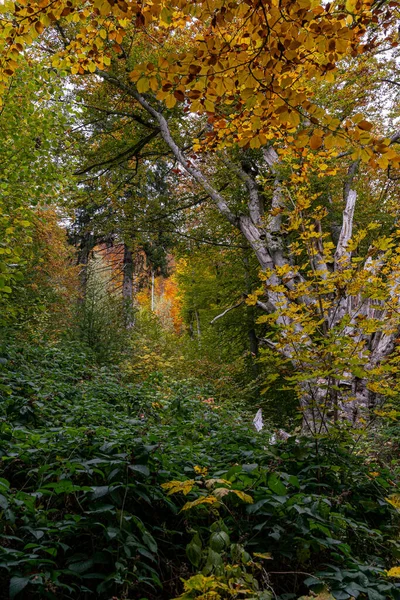Μια Κάθετη Λήψη Δέντρων Κίτρινα Φθινοπωρινά Φύλλα — Φωτογραφία Αρχείου