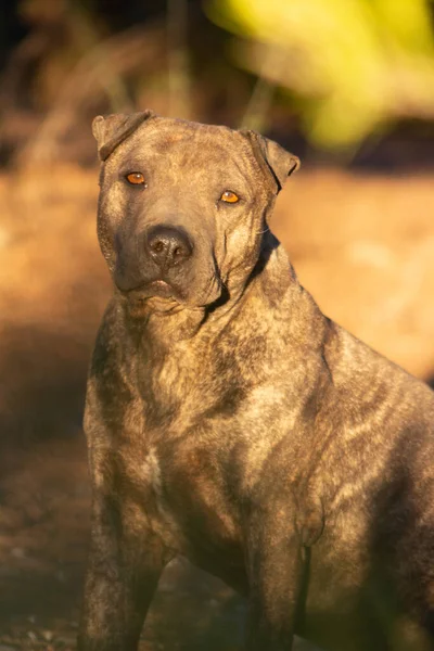 Güneş Işığında Pitbull Dikey Bir Odak Noktası — Stok fotoğraf