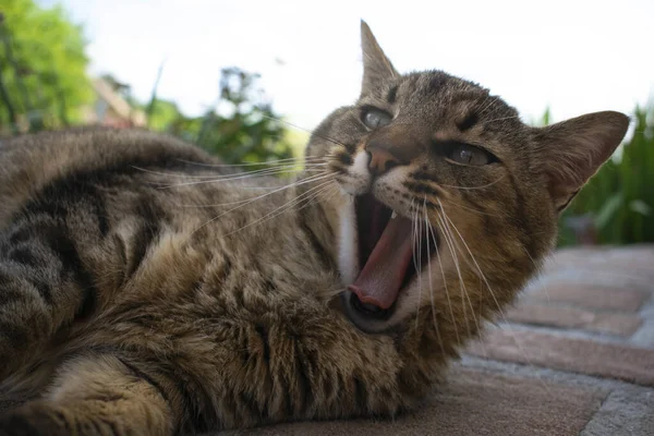 벌리고 줄무늬 고양이의 클로즈업 — 스톡 사진