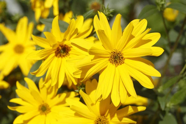 Tiro Foco Seletivo Flores Rudbeckia Amarelas — Fotografia de Stock