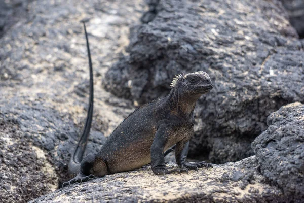 Close Iguanas Marinhas Uma Superfície Rochosa — Fotografia de Stock