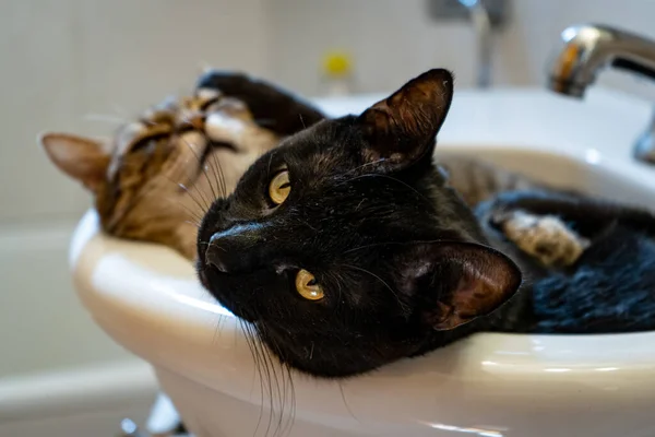 Une Prise Vue Sélective Chats Couchés Dans Évier — Photo