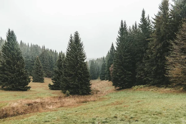 Eine Kiefernlandschaft Thüringer Wald — Stockfoto