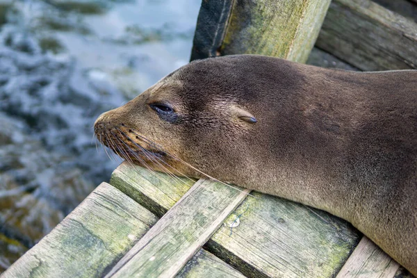 Gros Plan Ourson Otarie Couché Sur Surface Bois — Photo