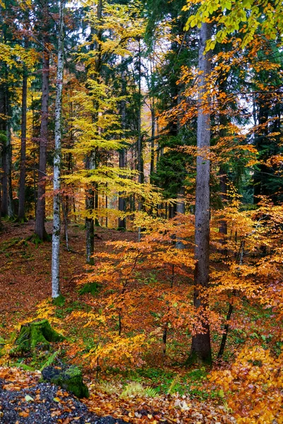 森の中のオレンジの秋の木の垂直ショット — ストック写真