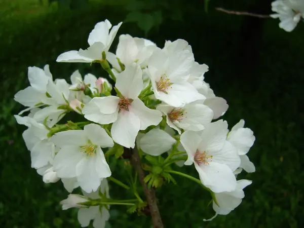 緑の中に咲く桜の花のクローズアップ — ストック写真