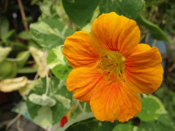 Primer Plano Flor Capuchina Amarilla — Foto de Stock