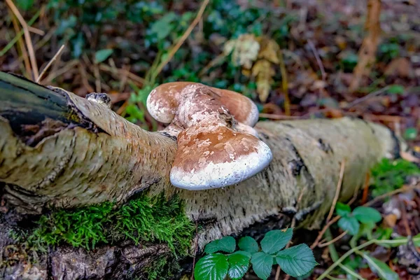 Närbild Björksvamp — Stockfoto