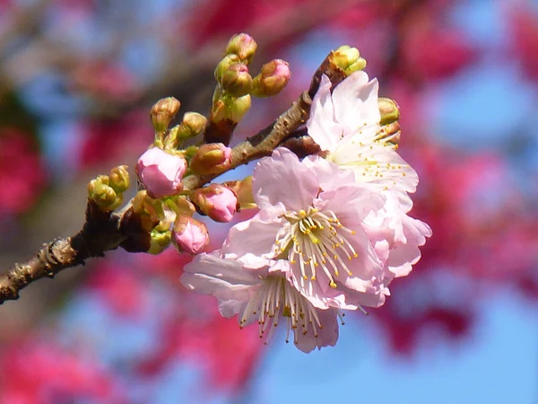 Selektivní Zaostření Záběr Krásné Třešňové Květy — Stock fotografie