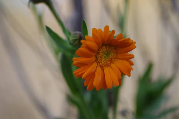 Primer Plano Una Vibrante Flor Caléndula Naranja Calendula Officinalis —  Fotos de Stock