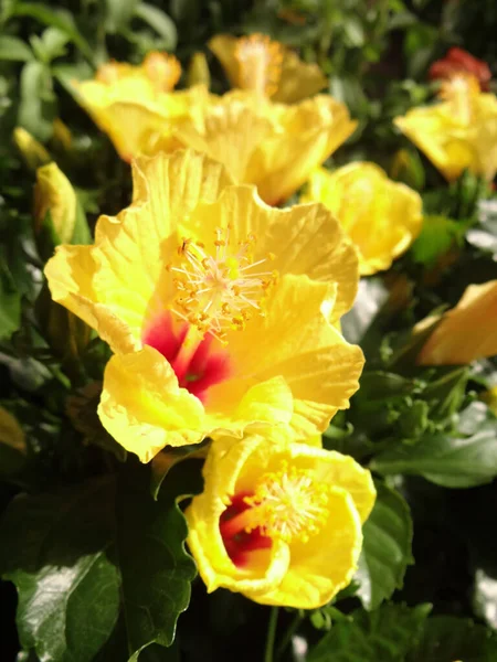 Tiro Vertical Flores Hibisco Amarelo — Fotografia de Stock