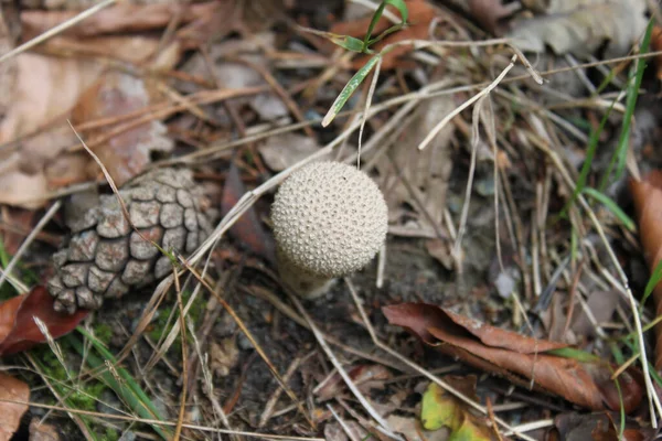 Eine Nahaufnahme Eines Regenmantel Pilzes — Stockfoto