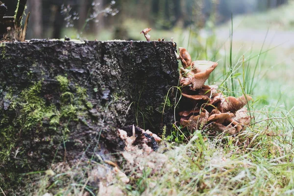 Selektive Aufnahme Von Wildpilzen Die Auf Einem Baumstumpf Thüringer Waldboden — Stockfoto