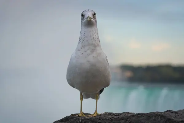 Rıhtımda Oturan Bir Martının Seçici Odak Noktası — Stok fotoğraf