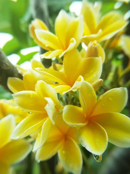 Primer Plano Vertical Enfoque Hermosas Flores Frangipani — Foto de Stock