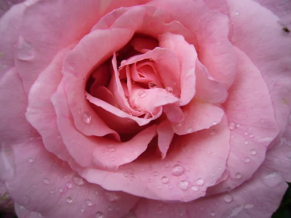 Primer Plano Una Hermosa Flor Camelia Con Gotitas Agua — Foto de Stock