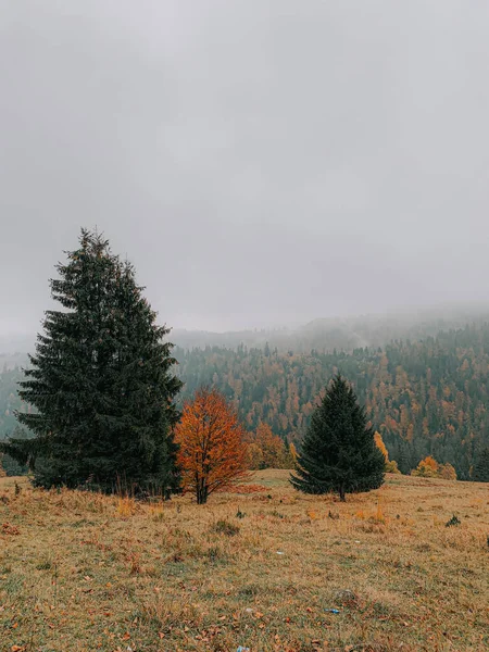 Bela Paisagem Outono Com Árvores Coloridas Uma Floresta — Fotografia de Stock