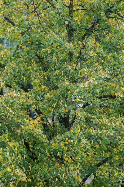 Вертикальний Знімок Осіннього Листя Дереві Новому Загребі Хорватія — стокове фото