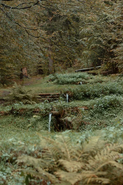 Eine Vertikale Aufnahme Von Holzrohren Mit Fließendem Wasser Thüringer Wald — Stockfoto