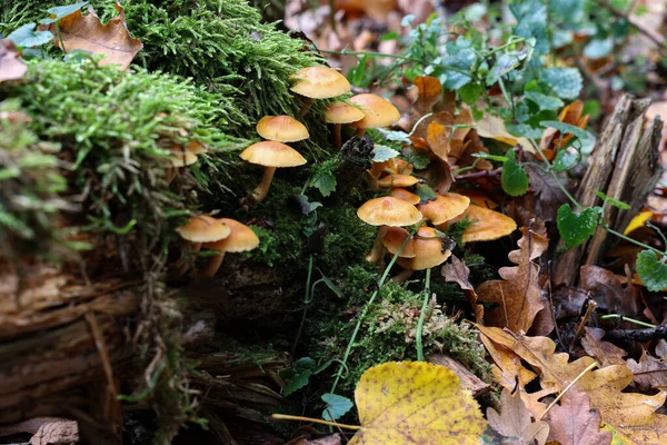 Autumn Mushrooms Grow Forest Stump — Φωτογραφία Αρχείου