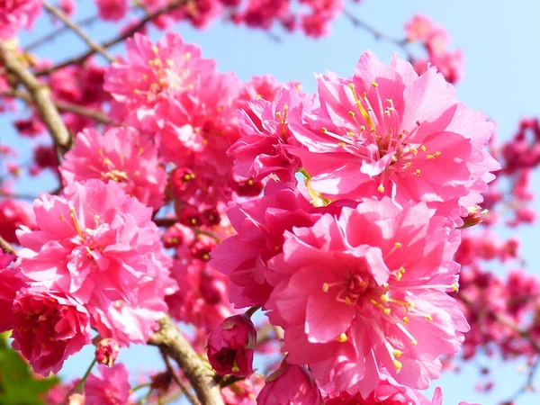Eine Selektive Fokusaufnahme Schöner Kirschblüten — Stockfoto