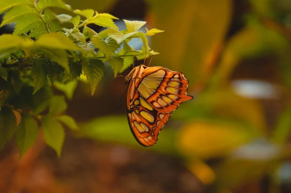 Gros Plan Beau Papillon Malachite Sur Des Feuilles Vertes — Photo