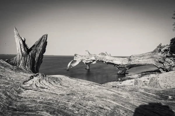Сірий Знімок Мертвих Дерев Пустельному Пляжі — стокове фото