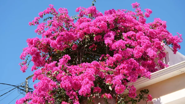 Detailní Záběr Střechu Budovy Krásnými Květy Bougainvillea — Stock fotografie