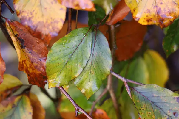 Disparo Vibrante Una Rama Árbol Con Hojas Otoño — Foto de Stock