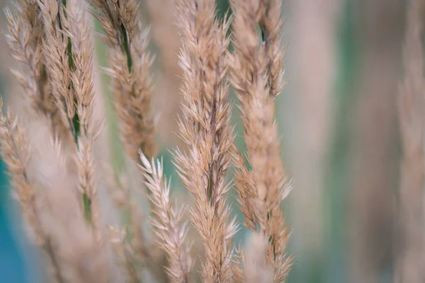 Selektivní Zaostření Sluchu Pšenice Pěstované Poli — Stock fotografie