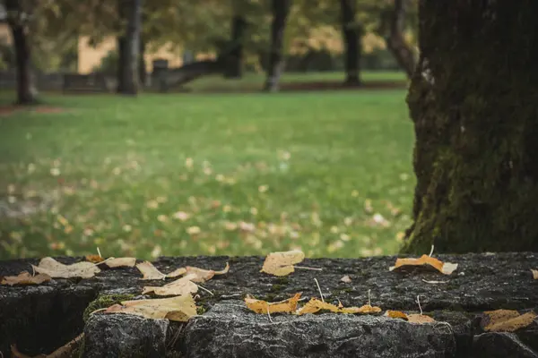 Селективный Фокус Осенних Листьев Деревянной Доске Парке — стоковое фото