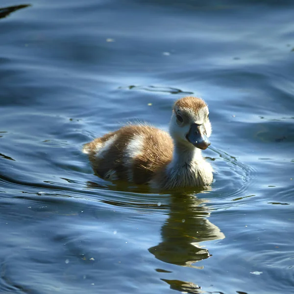 Tiro Foco Seletivo Pequeno Pato Nadando Lagoa — Fotografia de Stock