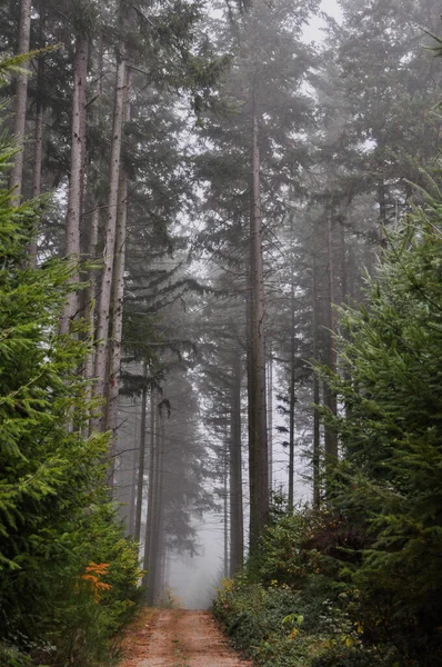 Colpo Verticale Sentiero Circondato Alberi Nella Foresta — Foto Stock
