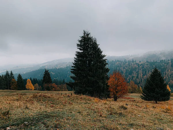 Sisli Dağ Yamacında Güzel Bir Orman Görüntüsü — Stok fotoğraf