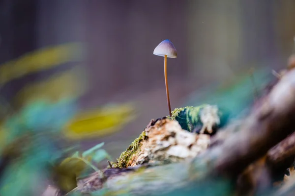 Soft Focus Psilocybe Forest Floor — Stock Photo, Image