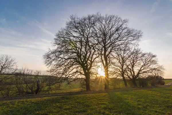 Paisaje Árboles Desnudos Medio Del Campo Bajo Luz Del Sol — Foto de Stock